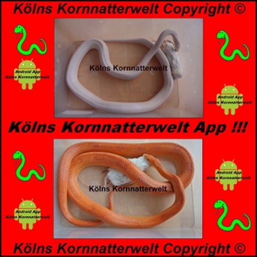 K&ouml;lns Kornnatterwelt截图3