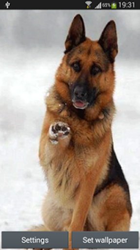 Talking German Shepherd截图1