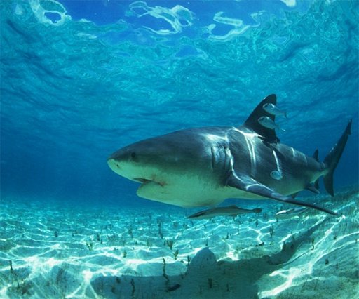 Shark Live Wallpaper截图2