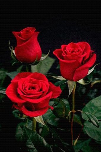 Red Stem Roses Live Wallpaper截图1