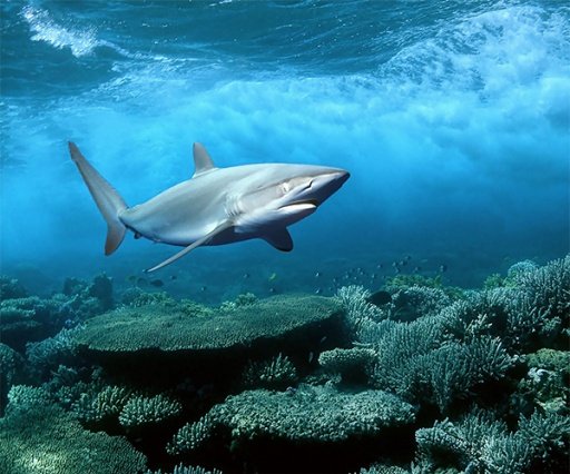 Shark Live Wallpaper截图4