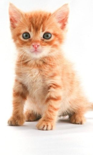 Cute Kitty HD Wallpaper截图3