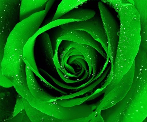 Green Rose Live Wallpaper截图3