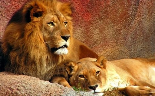 Lion - Kids Puzzle截图3