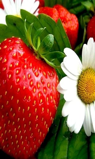 Strawberry live wallpaper截图3