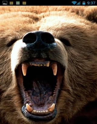 Angry Bears截图1