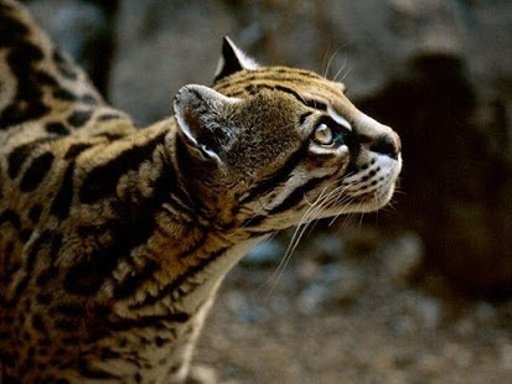 Ocelot Cat Puzzle Heroes截图4