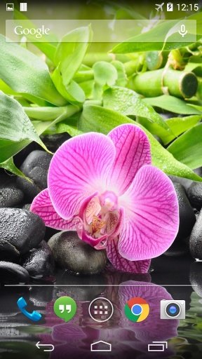 Orchid Flower Live Wallpaper截图3