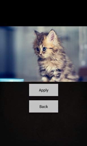 Cat &amp; Kitten Wallpapers截图2