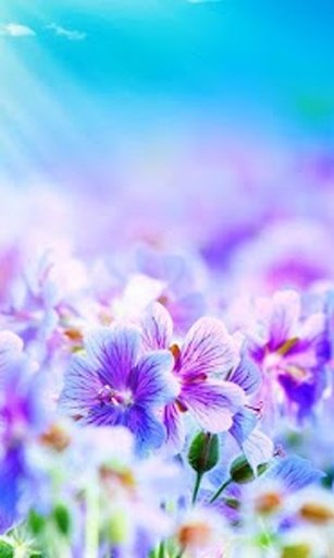 Flower Wallpaper Free截图4