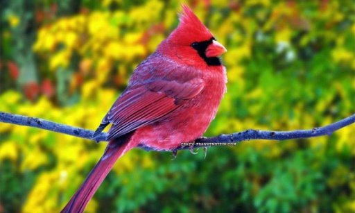 Birds wallpapers +100截图2