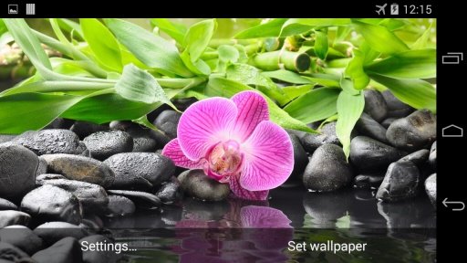 Orchid Flower Live Wallpaper截图2