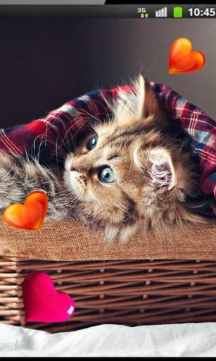 Love Kitty Top live wallpaper截图1