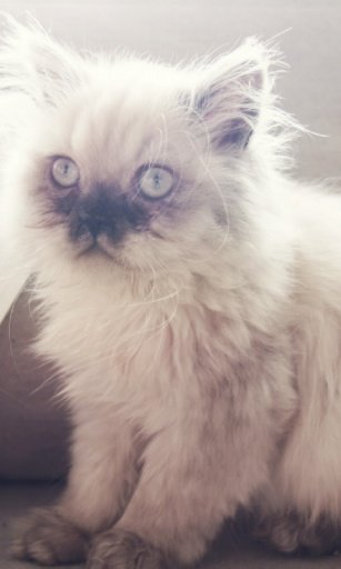 Adorable Himalayan Kitty LWP截图2