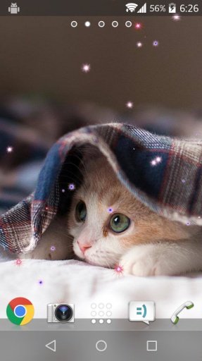 Cute Cat Live Wallpaper截图3