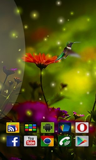 Birds HD in Live Wallpaper截图4