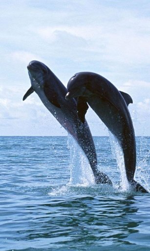 Dolphin Diving live wallpaper截图3