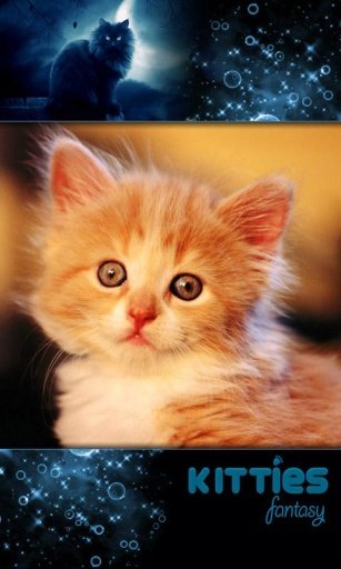 Bad Kitty Free Live Wallpaper截图4