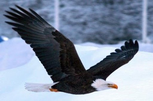 Eagle Wallpaper LWP截图7