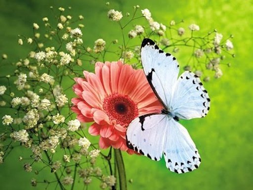 BUTTERFLY WALLPAPERS截图2