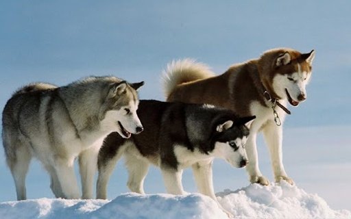 Husky Live Wallpaper截图2