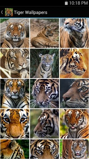 Tiger Wallpapers截图1