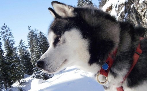 Husky Live Wallpaper截图4