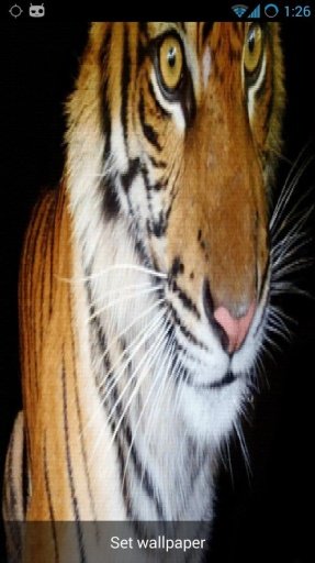 Real Live Tiger截图1