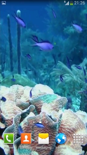 Sea Life Video Wallpapers截图4