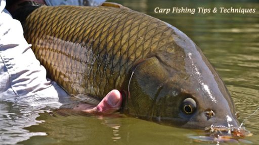 Carp Fishing Tips &amp; Techniques截图1