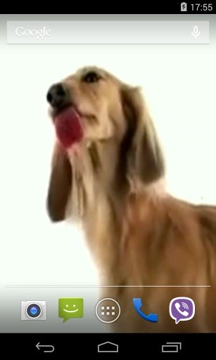 Dog Licks Screen Video LWP截图2