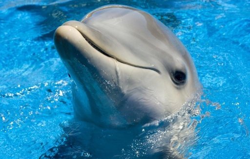 Cute Dolphin Wallpapers HD截图5