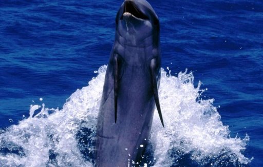 Cute Dolphin Wallpapers HD截图2