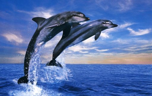 Cute Dolphin Wallpapers HD截图1