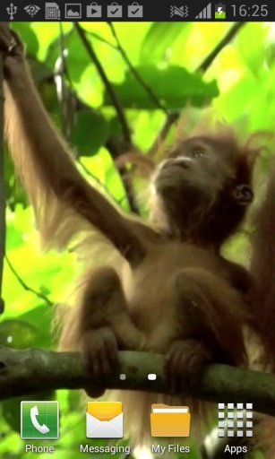 Monkey Video Wallpaper截图5