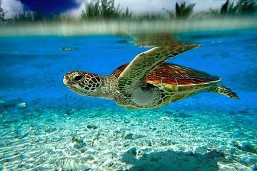 Turtle Wallpaper截图4