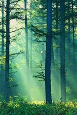 绿雾森林 Green Foggy Forest截图4