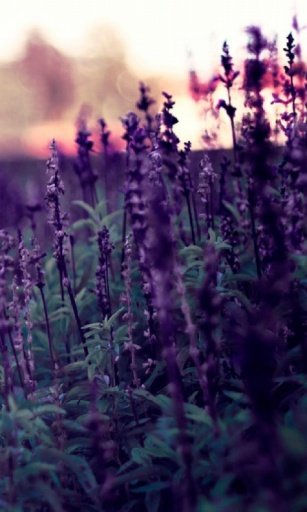 Lavender Live Wallpapers截图1