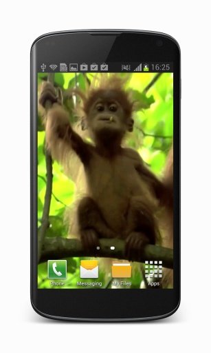 Monkey Video Wallpaper截图1