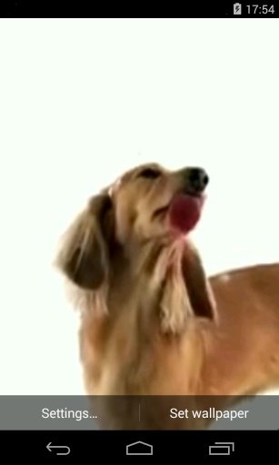 Dog Licks Screen Video LWP截图4