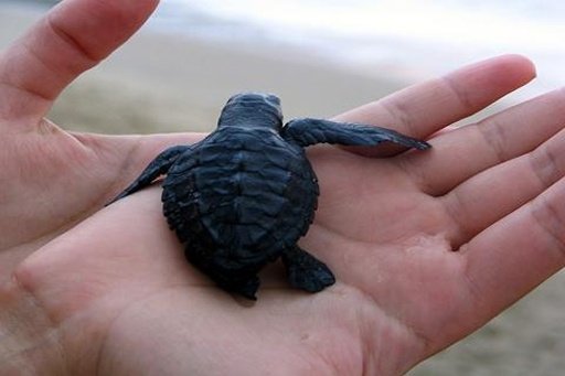 Turtle Wallpaper截图1