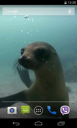 Fur seal Video Live Wallpaper截图2