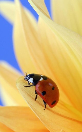 Ladybug Live Wallpaper截图2