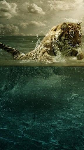 Tigers Live Wallpaper截图2