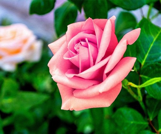 Pink Rose Live Wallpaper截图4