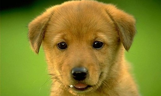 Dogs Wallpapers +500截图2