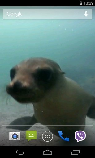 Fur seal Video Live Wallpaper截图3