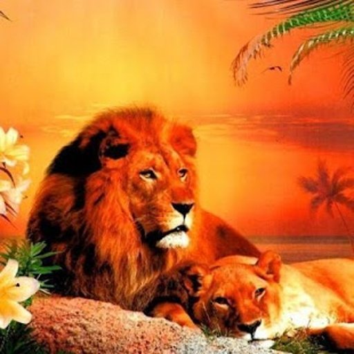 Lions jigsaw puzzles截图9