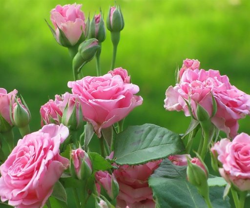 Pink Rose Live Wallpaper截图2