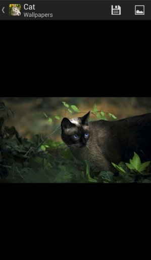 Cat - HD Wallpapers截图2